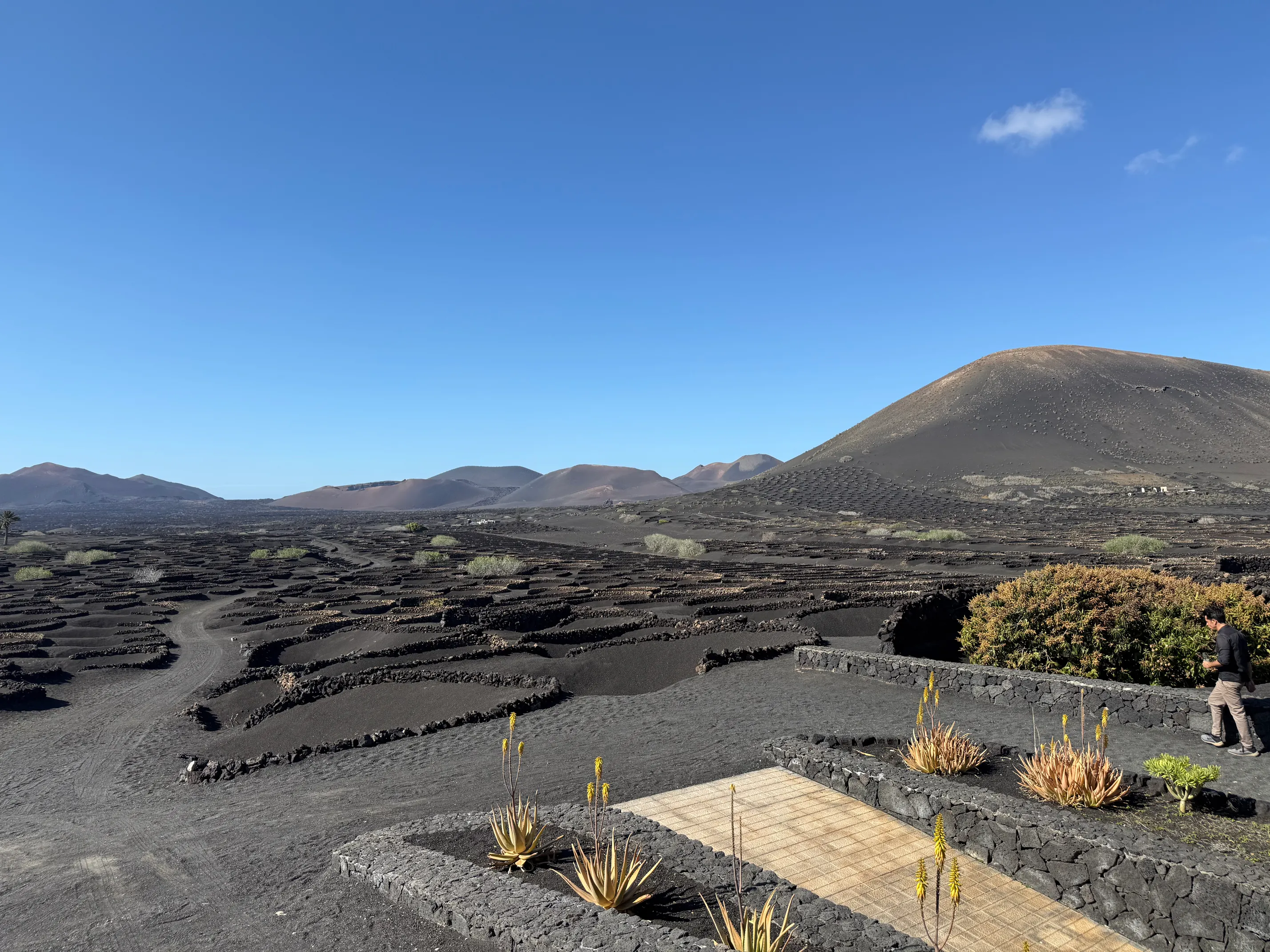 Wine fields on Lanzarote
